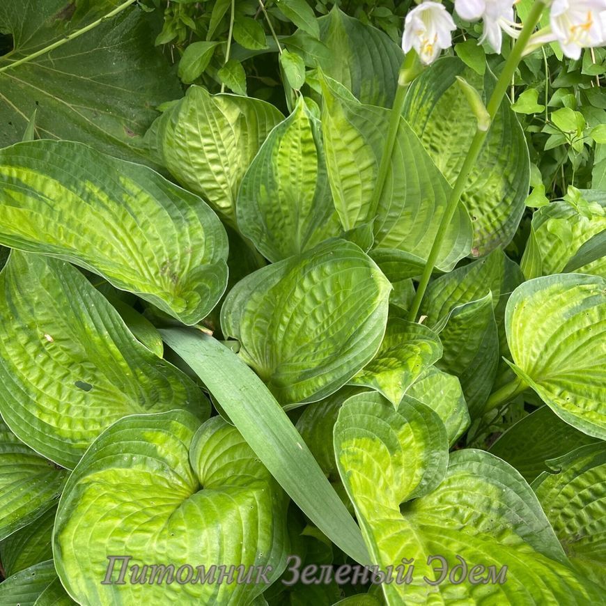 купить Хоста Jabulani