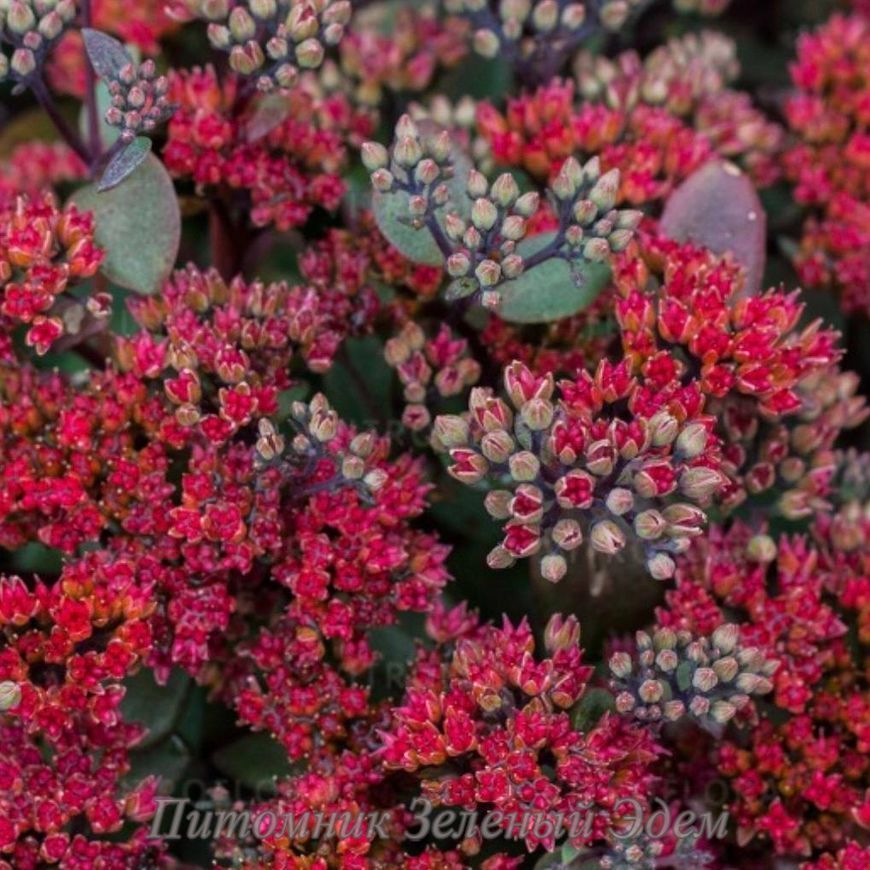 купити Седум Desert Red