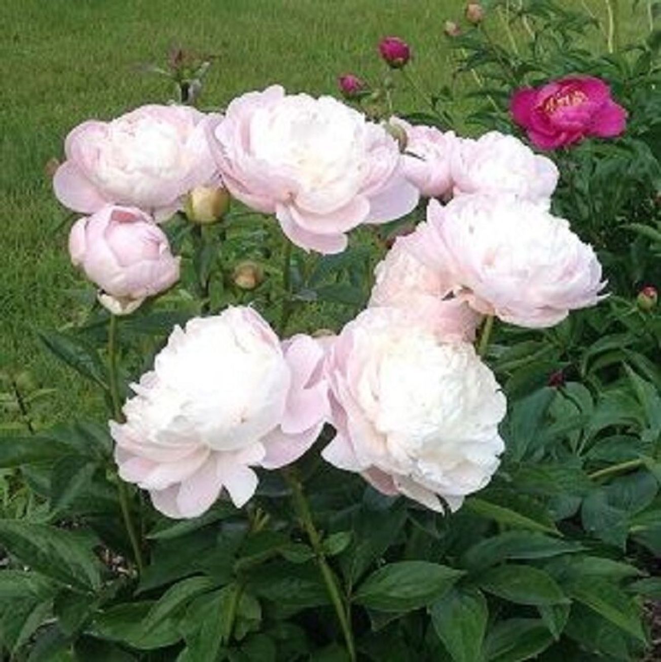 Півонія Mary E Nicholls купити недорого в Україні ️ ціна від інтернет ...