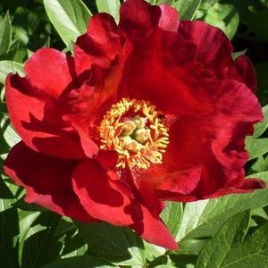 купити Півонія Itoh Sonoma Velvet Ruby