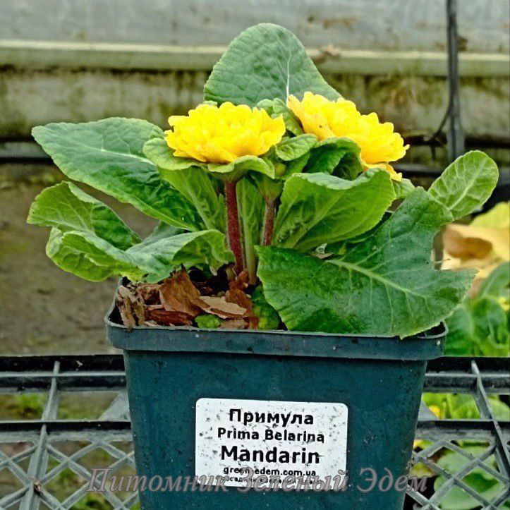 купить Примула Prima Belarina Mandarin