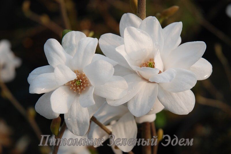 купить Магнолия Лебнера Mag's Pirouette