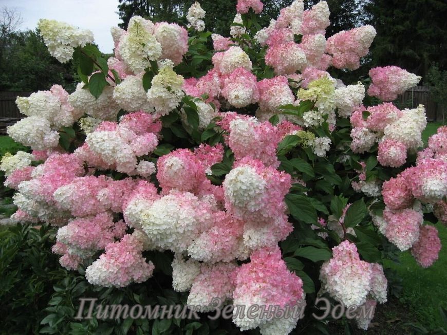 купить Гортензия метельчатая Vanille Fraise 2-х летняя