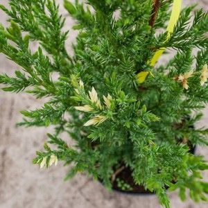 купить Можжевельник китайский Stricta Variegata