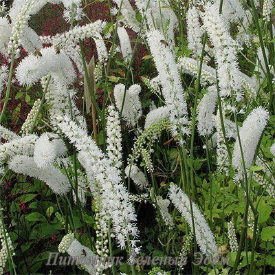 купити Клопогон White Pearl