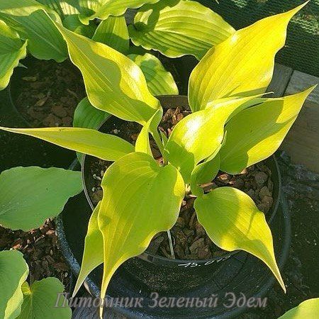 купити Хоста Citric Star
