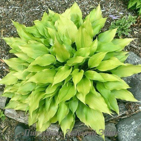 купити Хоста Citric Star