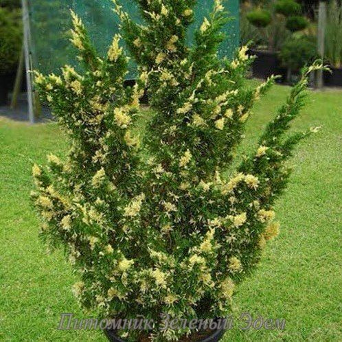 купить Можжевельник китайский Stricta Variegata