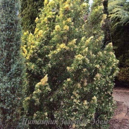 купить Можжевельник китайский Stricta Variegata