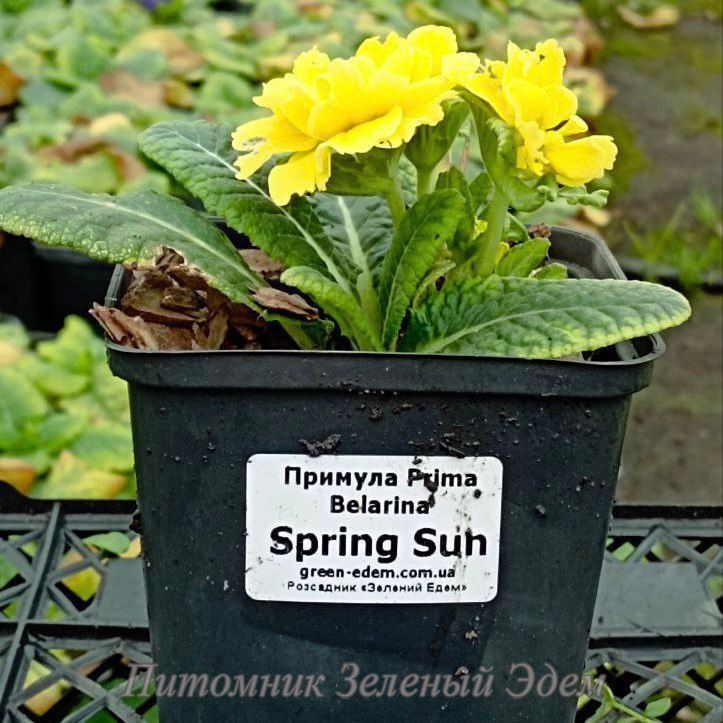купити Примула Prima Belarina Spring Sun