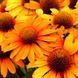 купить Эхинацея Prima Saffron
