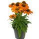 купить Эхинацея Prima Saffron