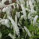 купити Клопогон White Pearl