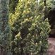 купить Можжевельник китайский Stricta Variegata