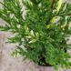 купить Можжевельник китайский Stricta Variegata