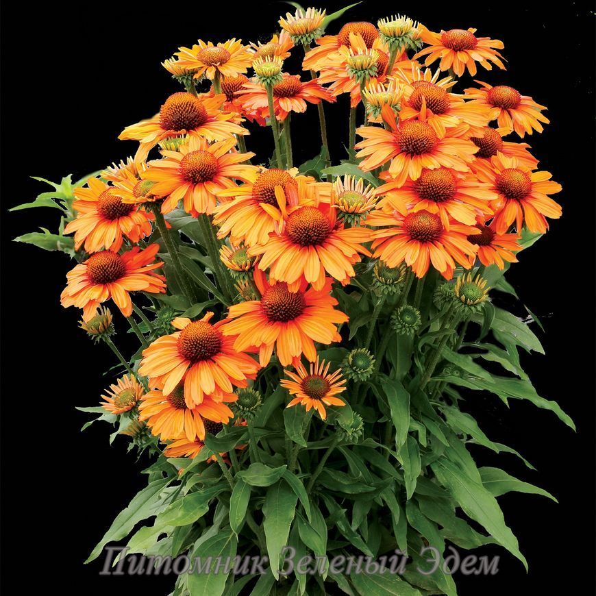 купить Эхинацея Prima Saffron
