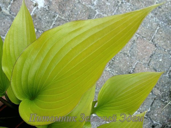купить Хоста Holar Early Days