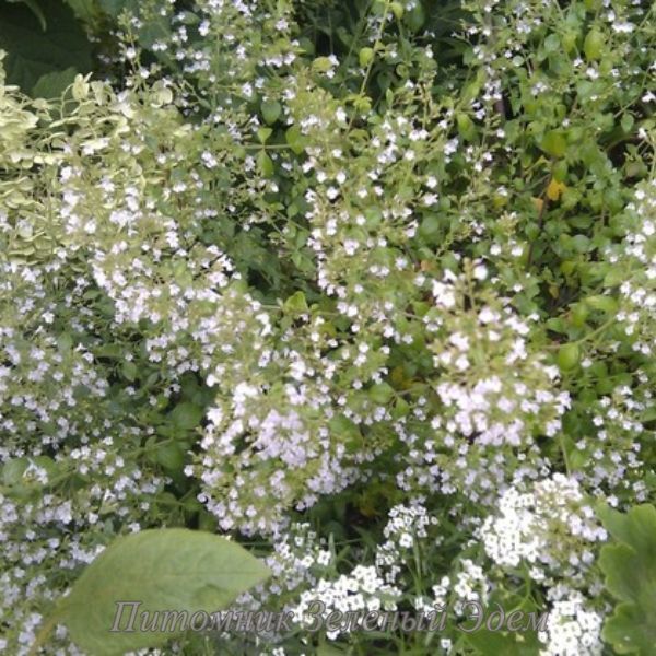 Душевик лісовий Menthe, Р9 (0,7л)