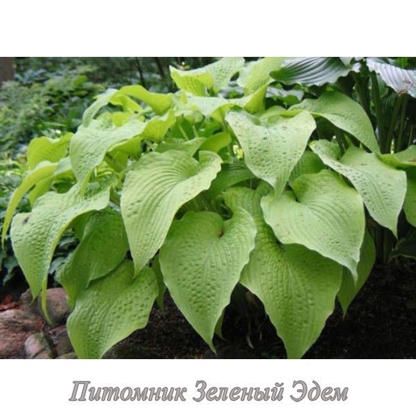 купить Хоста Soul Shine