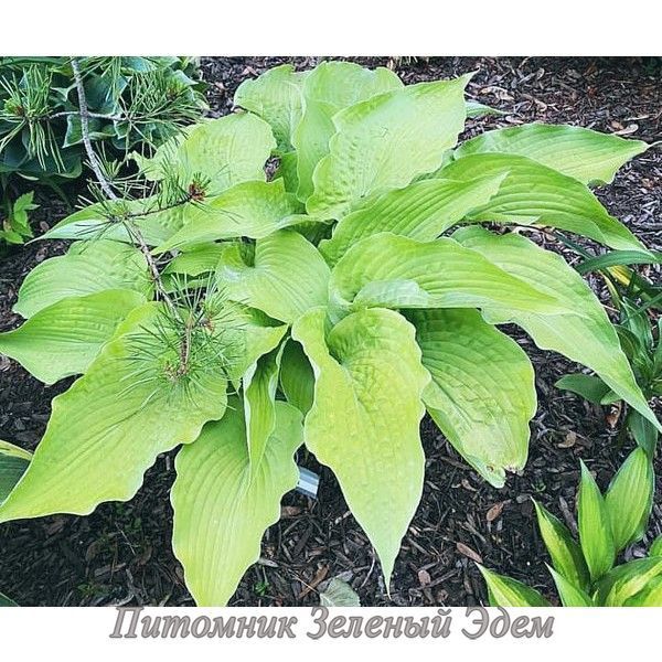 купить Хоста Soul Shine