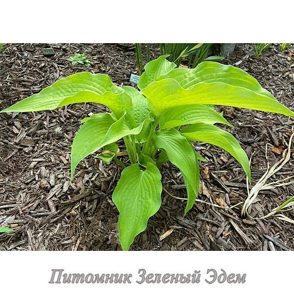 купить Хоста Soul Shine