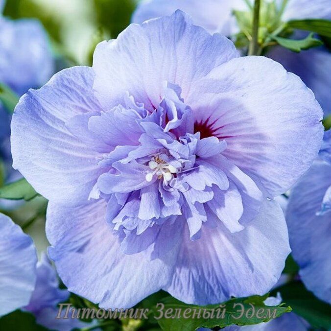 купить Гибискус сирийский Blue Chiffon