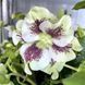 купить Морозник восточный Pretty Ellen White Spotted