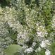 Душевик лісовий Menthe, Р9 (0,7л)