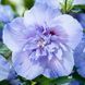 купить Гибискус сирийский Blue Chiffon