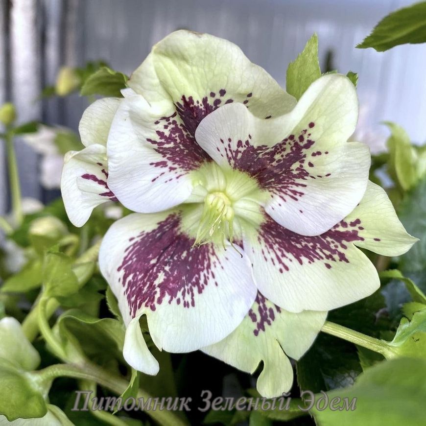 купить Морозник восточный Pretty Ellen White Spotted