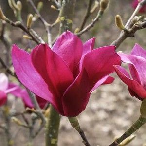 купити Магнолія Orchid
