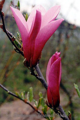 купить Магнолия Orchid