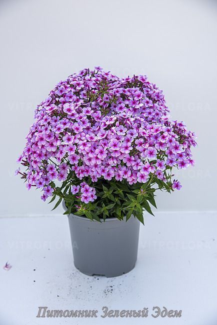 купити Флокс Early Lavender Pop
