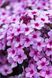 купити Флокс Early Lavender Pop
