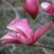 купить Магнолия Orchid