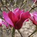 купить Магнолия Orchid