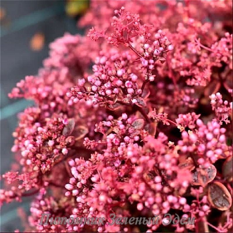купити Седум SunSparkler Wildfire