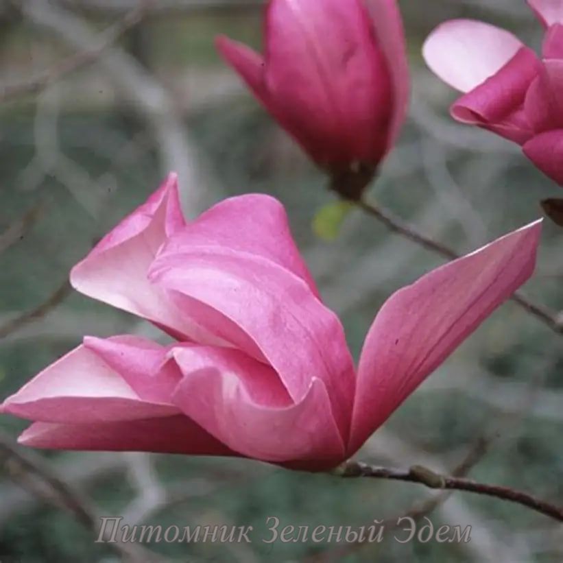 купить Магнолия Orchid