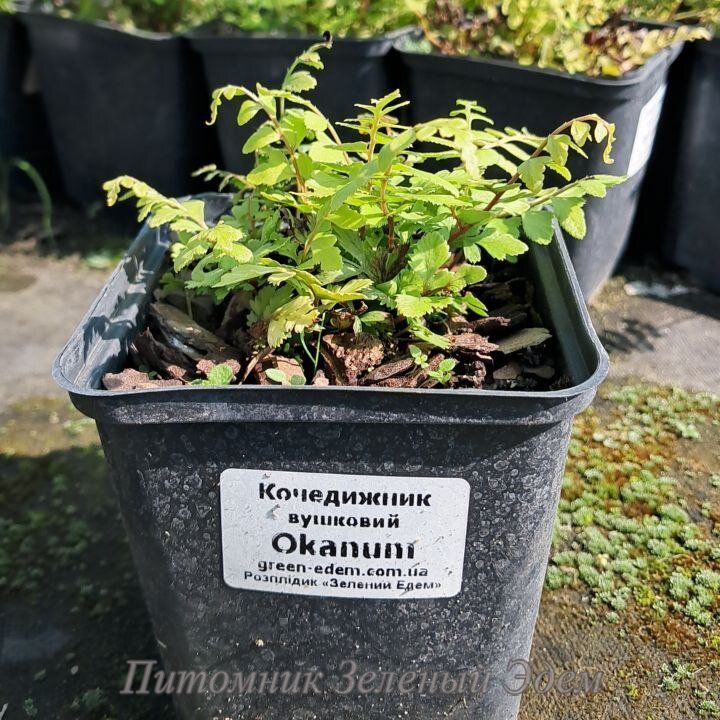 купить Кочедыжник ушковый Okanum