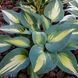 купить Хоста Touch of Class