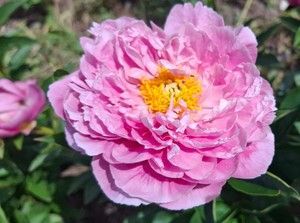 купити Півонія Think Pink