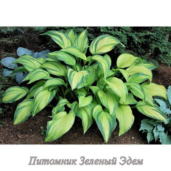 купить Хоста Paradise Power