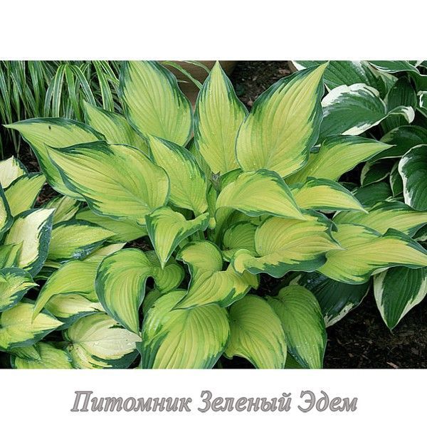 купить Хоста Paradise Power