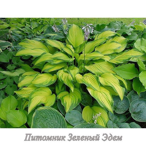 купить Хоста Paradise Power