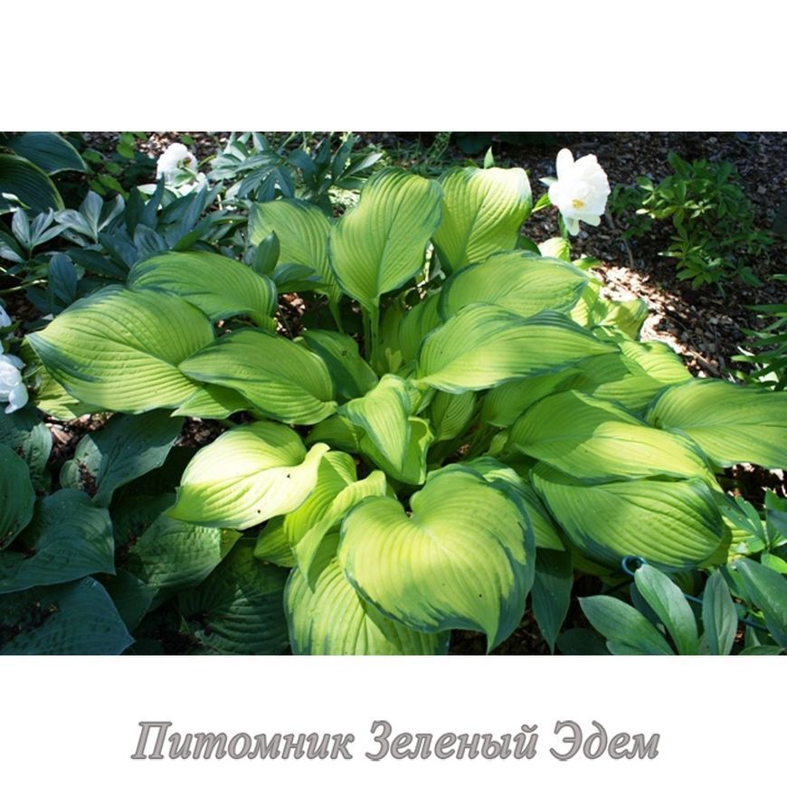 купить Хоста Paradise Power