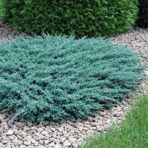 купить Ялівець горизонтальний Glauca