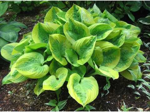 Summer Breeze, Hosta