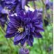 купить Аквилегия Blue Barlow