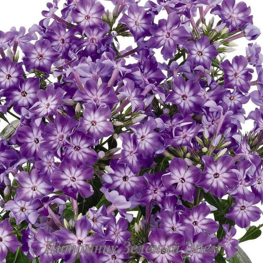 купить Флокс Early Purple Eye