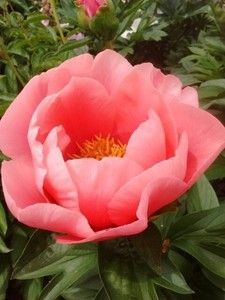 купить Пион Lovely Rose
